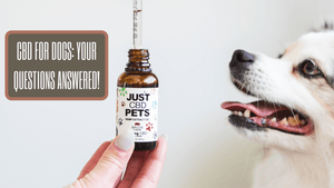 CBD for Dogs: Your Questions Answered!
